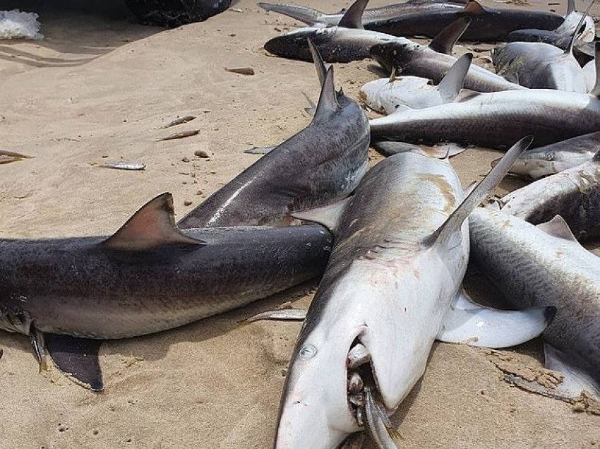Peshkaqenët e ngordhur dalin në breg të detit, enigmë shkaqet