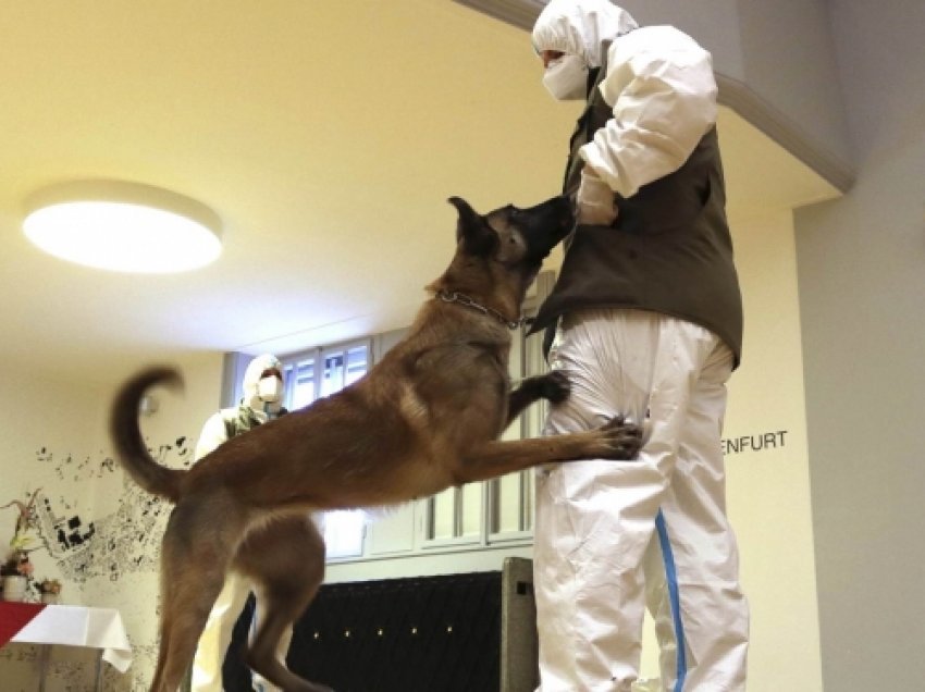 ​Austria prezanton qenin ushtarak që mund të nuhasë koronavirusin