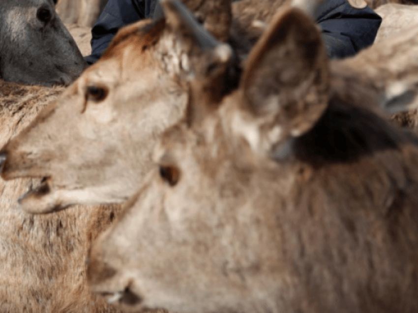 Zemëratë në Portugali pasi gjuetarët spanjollë masakruan 500 kafshë të egra