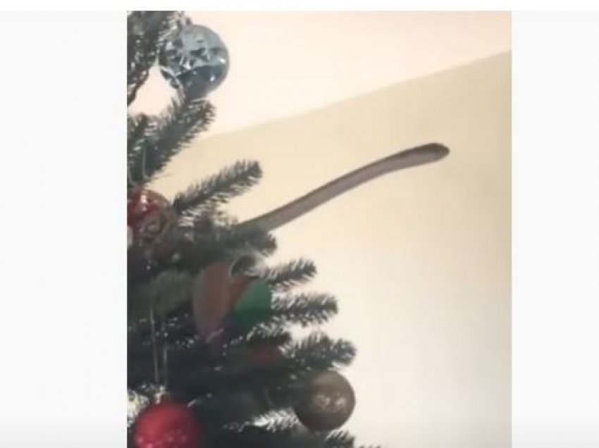 Trishtuese: Familja gjen një gjarpër helmues në bredhin e Vitit të Ri