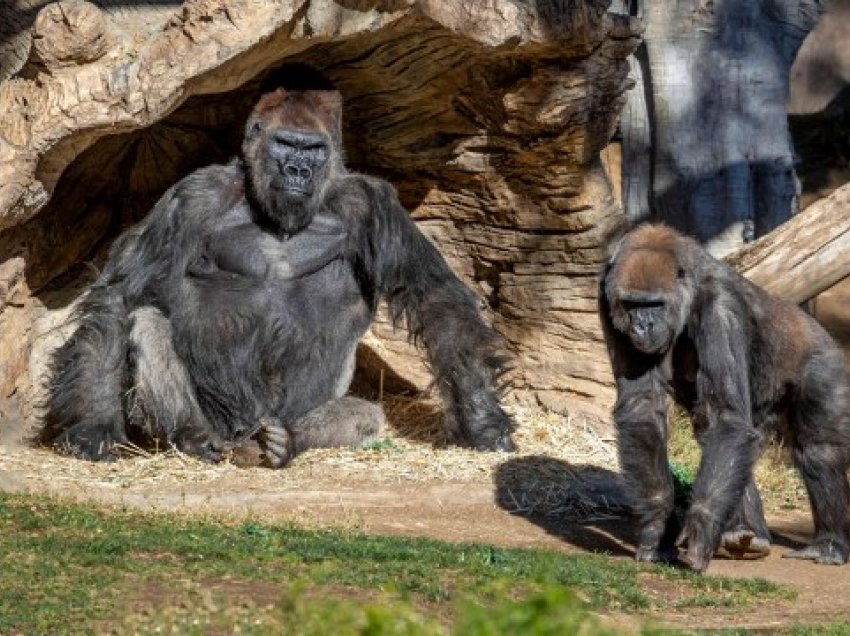 8 gorilla infektohen me Covid-19, dhe kanë të njëjtat simptoma sikur njerëzit