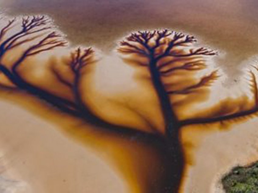 E rrallë nga liqeni në Australi, zbulohet `pema e jetës`