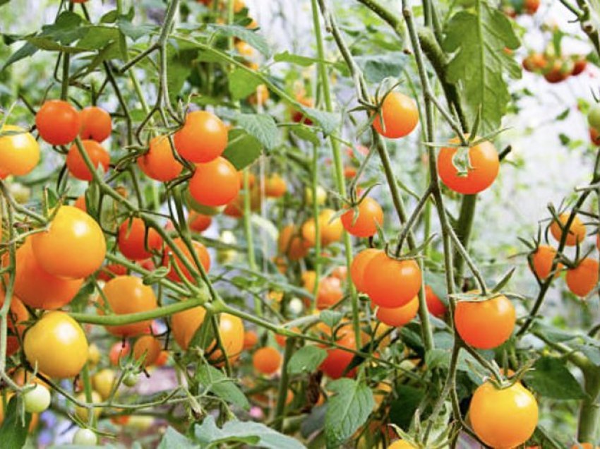 Përse duhet të konsumoni më shumë domate portokalli
