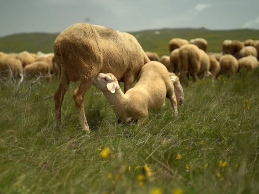 ​Kultivuesit e deleve dhe dhive kërkojnë rritje të subvencioneve, ndryshe paralajmërojnë protesta