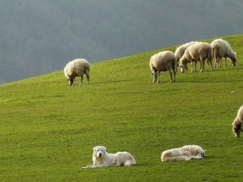 Furnizohej nga një shqiptar, arrestohet bariu që përveçse ruante delet shiste dhe kokainë