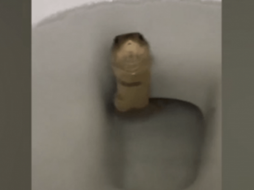 “Nuk shkoj më në tualet”, burri tmerrohet kur gjen një kobra në WC