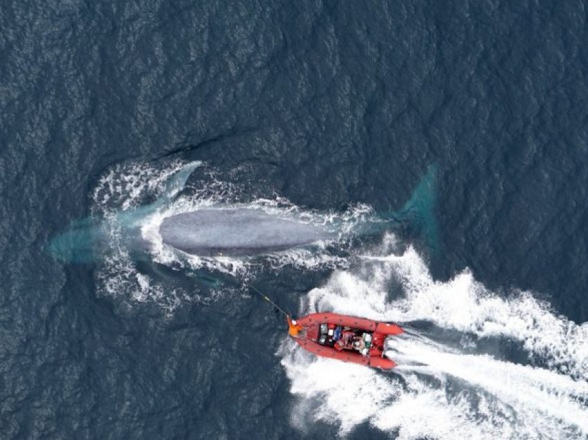 Një Balena blu është sa madhësia dhe pesha e një Boeing 737 – por a e dini se sa ha në ditë ajo?
