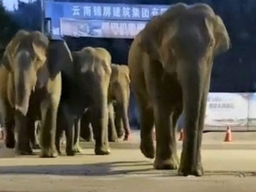 Qyteti merret peng nga “banda e elefantëve”, nuk ndalen së ecuri prej qindra kilometrash