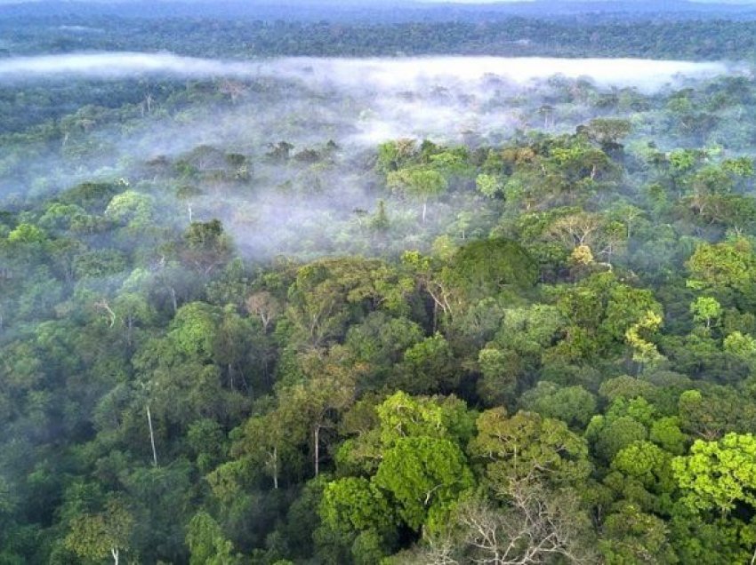 Kundër shitjes ilegale të pyjeve tropikale të Amazonës do të veprojë edhe Facebook