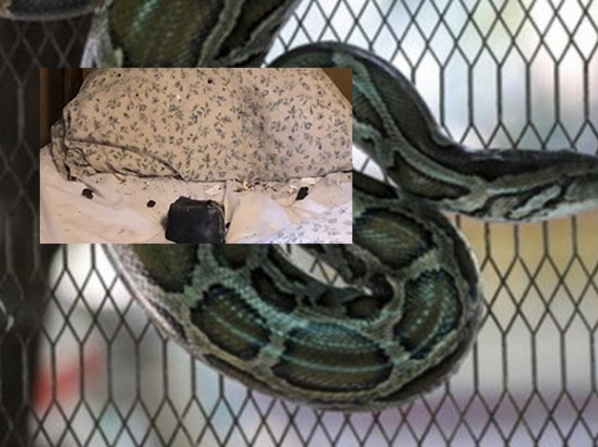 Burri dënohet me burg përjetë, vrau gruan me një gjarpër në krevat
