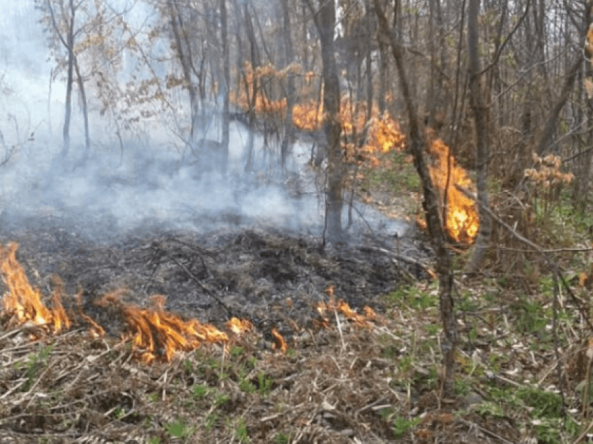 Shuhet zjarri në Memaliaj, pas 5 orësh ‘luftë’ me flakët u dogjën 10 hektarë tokë