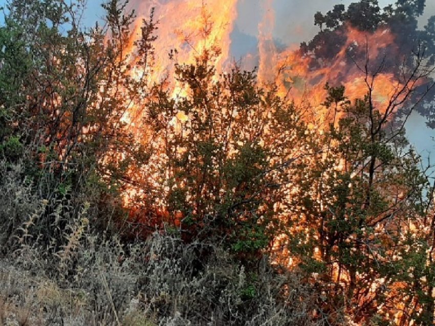 Zjarr në Sheqishtë të Patosit, digjen disa rrënjë ullinj