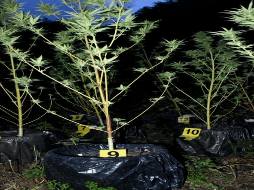 Policia gjen 14 bimë të kanabisit të mbjellura në një mal në Kaçanik