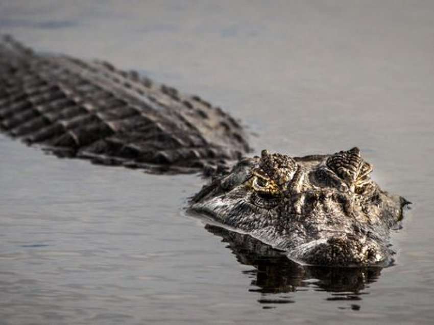 Krokodilët nuk vdesin nga pleqëria, thotë shkencëtari