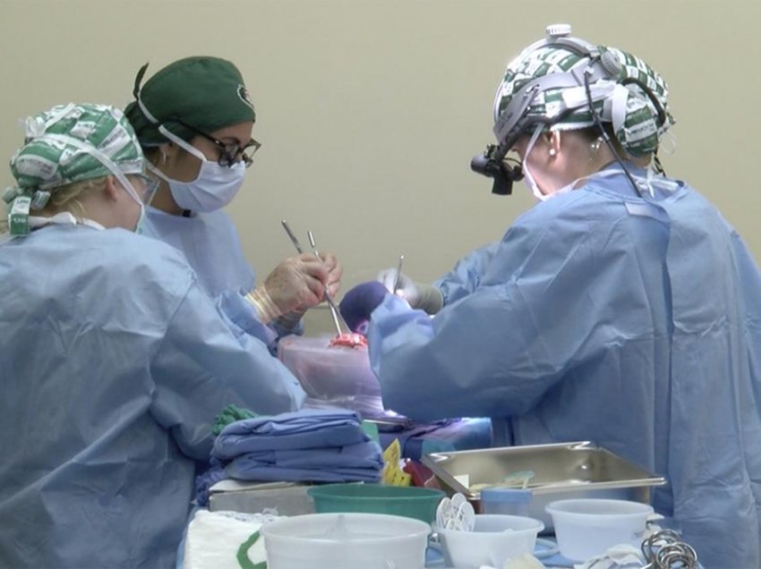 Në Alabama testohet transplanti i veshkave nga derri te njeriu, pas transplantimit të zemrës