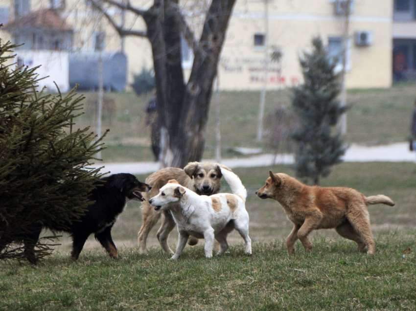 AUV-i ndan 420 mijë euro për identifikimin e qenve endacakë