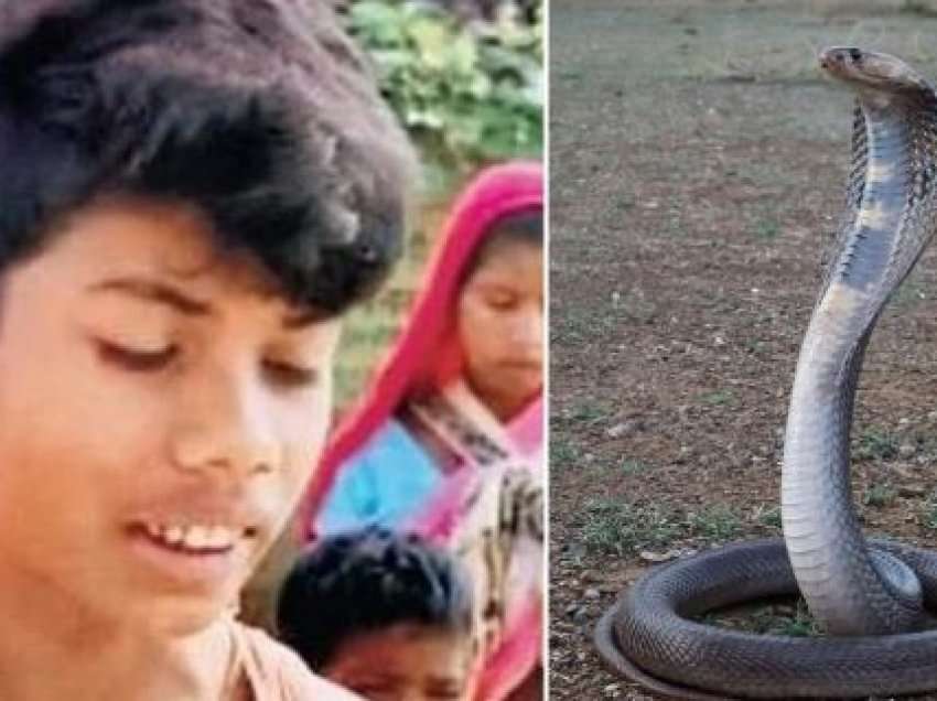 Kobra ngordh pasi u kafshua fort nga një djalë tetëvjeçar