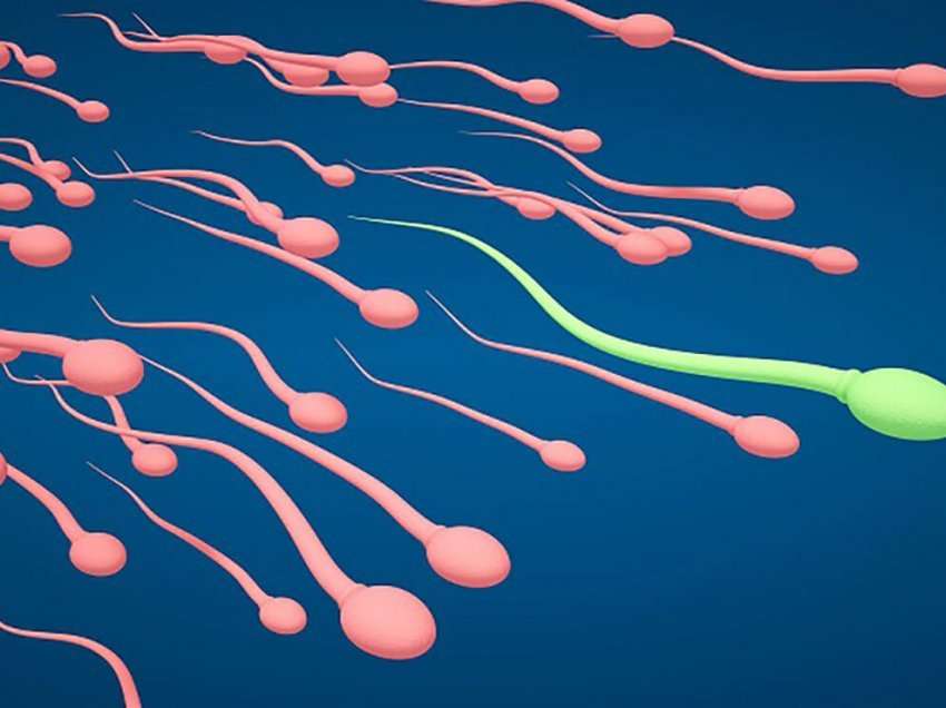 Studimi “ngre alarmin”: Meshkujt po prodhojnë më pak spermë se 10 vite më parë