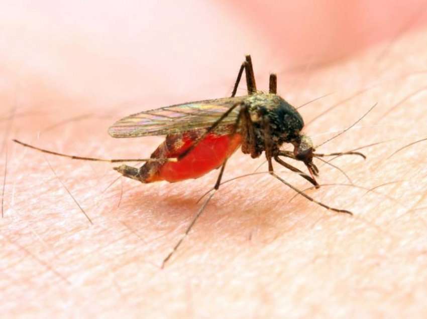 Shkencëtarët afër kurës për malarian
