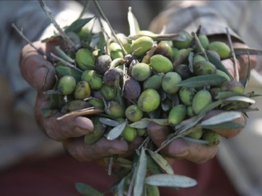 ​Vapa ekstreme ul pritshmëritë e prodhimit të vajit të ullirit