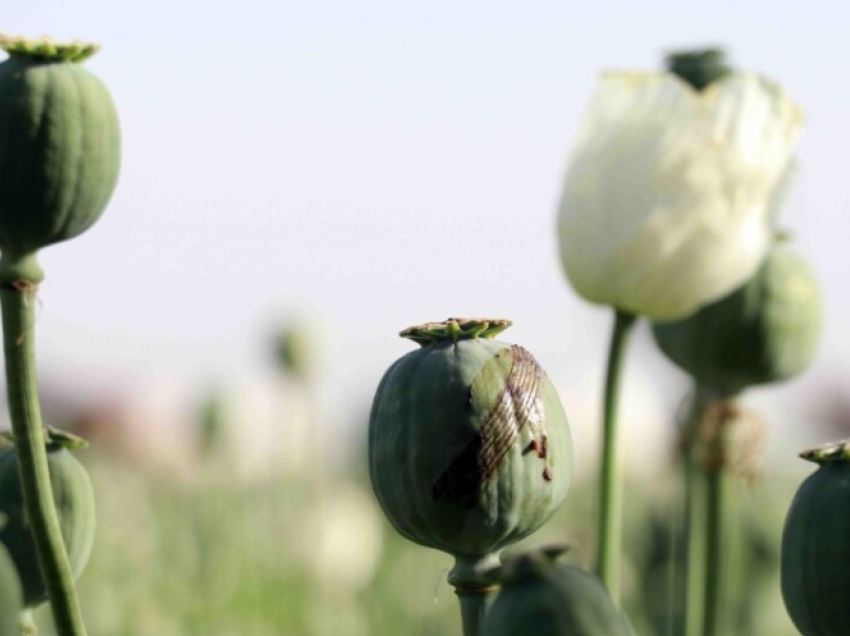 Mianmari tejkalon Afganistan për prodhim të opiumit