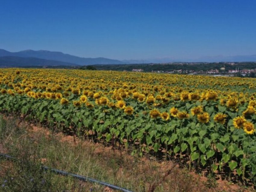 Mbjellja e lulediellit këtë vit do të subvencionohet me 454 euro për hektar