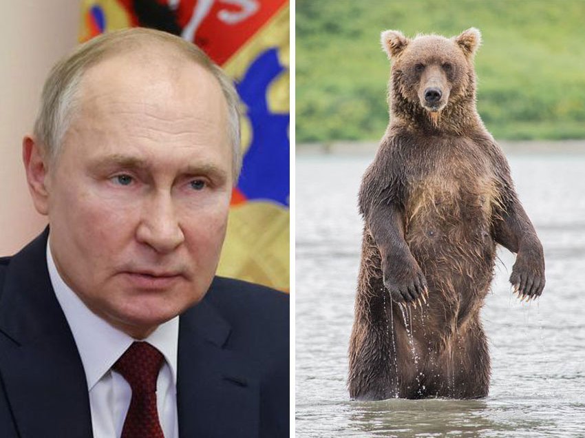 Historia e padëgjuar/ Pasardhësi i Putinit tregon si e shpëtoi presidentin rus nga “vdekja e sigurt” prej një ariu!