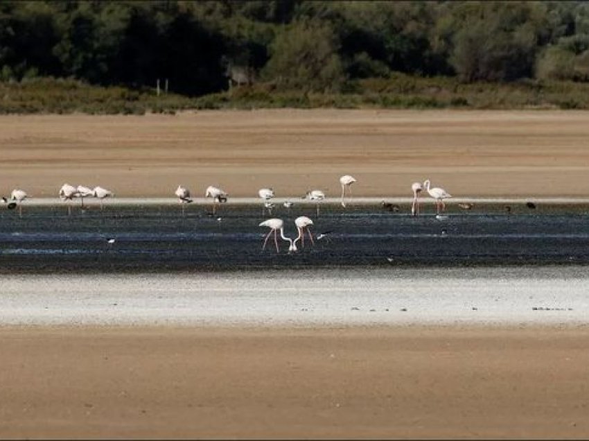 Thatësira në Spanjë detyron flamingot të largohen