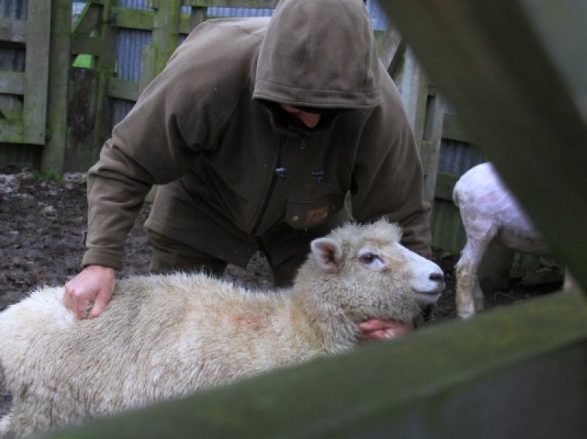 Vodhi një dele dhe e bëri ‘mish për friz’, arrestohet 31-vjeçari në Suharekë