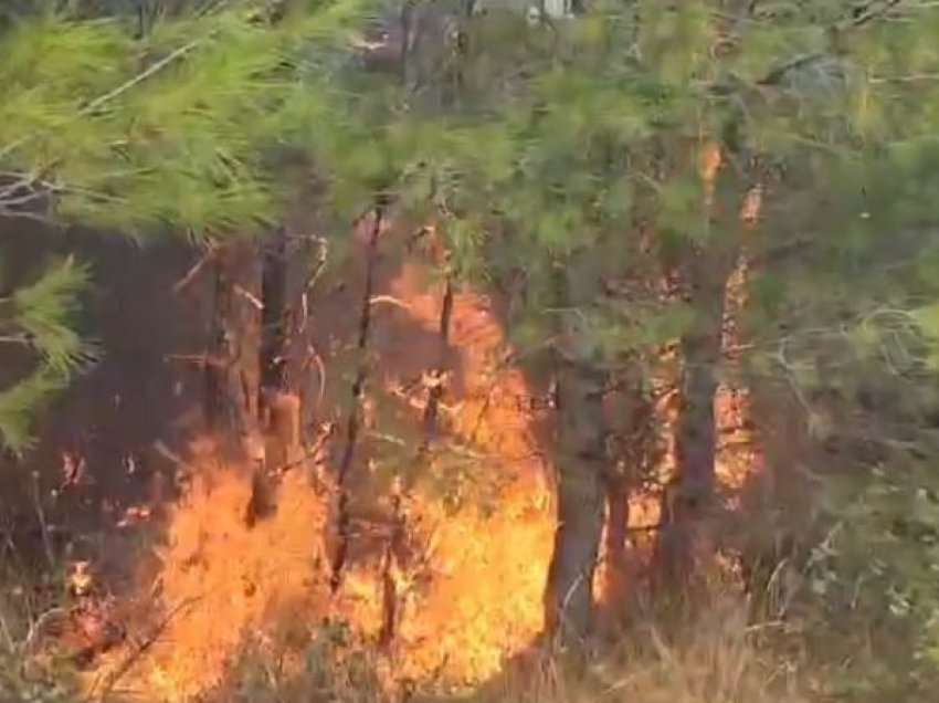 Shkrumbohen mbi 800 hektarë pyje, riaktivizohen sërish vatra të shumta zjarri në Pishporo dhe Darëzezë