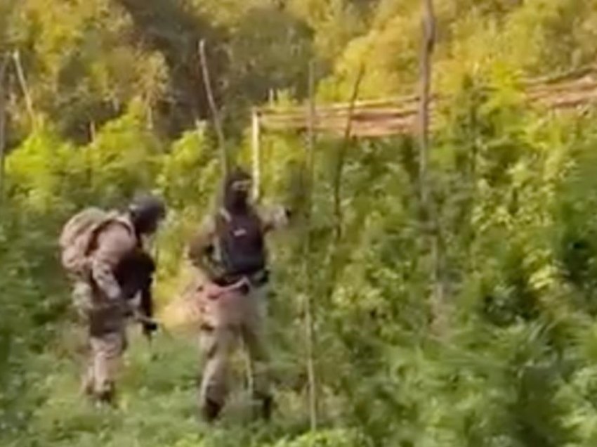 Policia shqiptare shkatërron afro 290 mijë bimë narkotike dhe arreston 110 kultivues