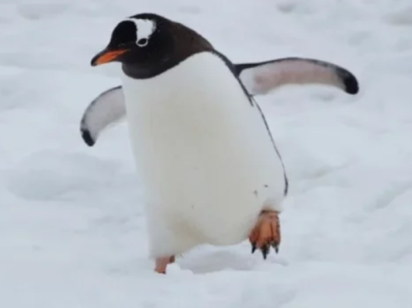Alarm në Antarktidë, gjenden qindra pinguinë të ngordhur
