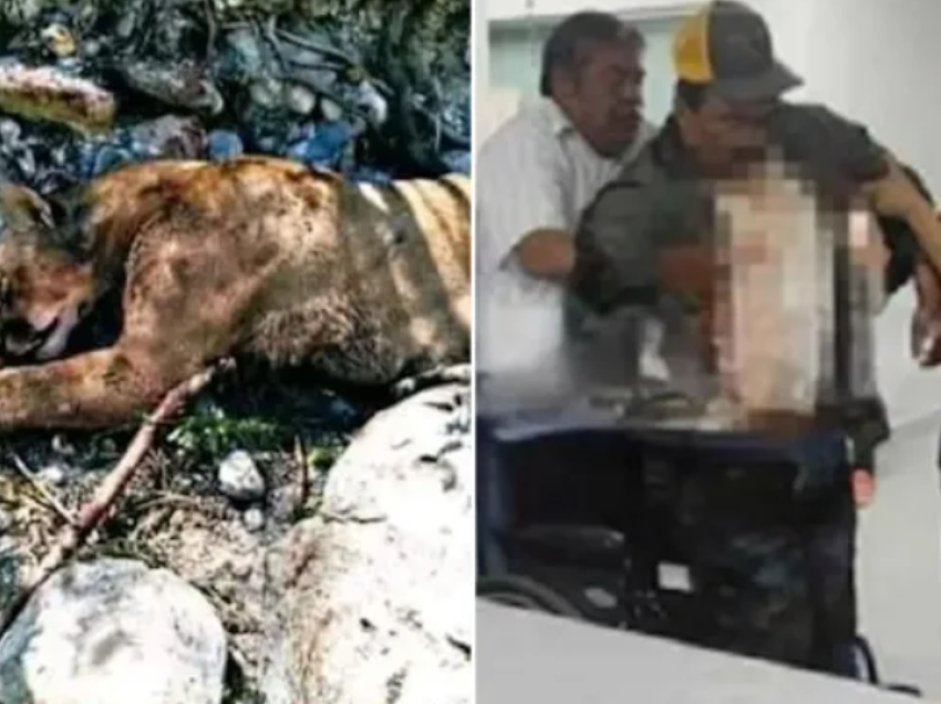 Fshatari meksikan mbijeton në dyluftimin me pumën, tregon si arriti të vrasë luanin e malit