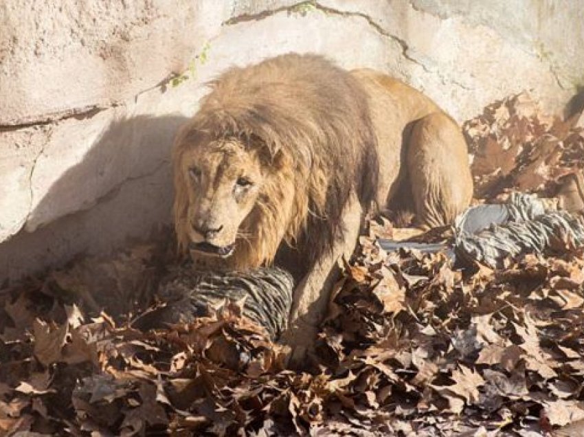 Katër luanë në kopshtin zoologjik të Barcelonës dalin pozitivë në testin për Covid-19
