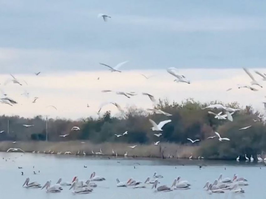 Flamingo dhe pelikanë në lagunën e Vainit, eskpertët: Moratoriumi i gjuetisë riktheu gjallesat e rralla
