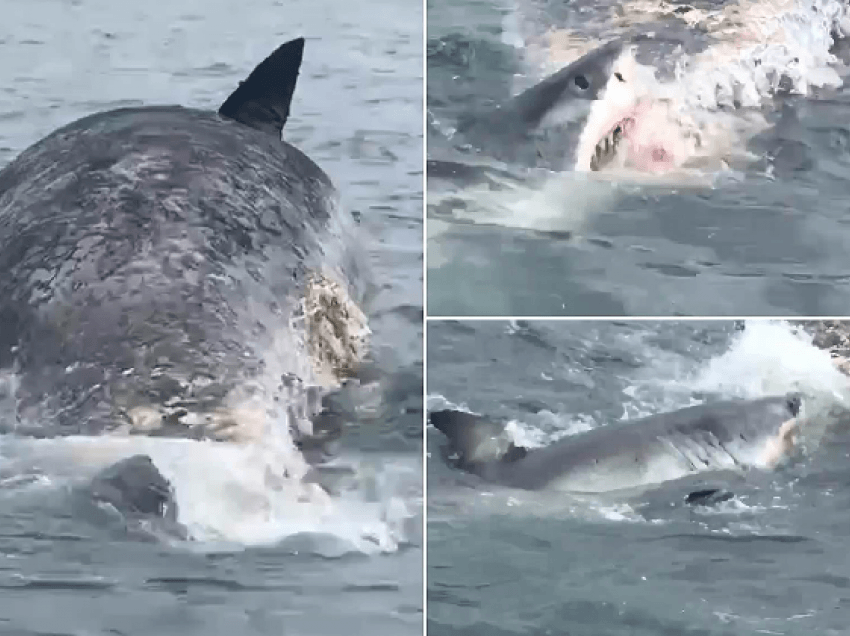Dhjetra peshkaqenë copëtojnë kufomën e balenës pranë rezortit turistik austrialian