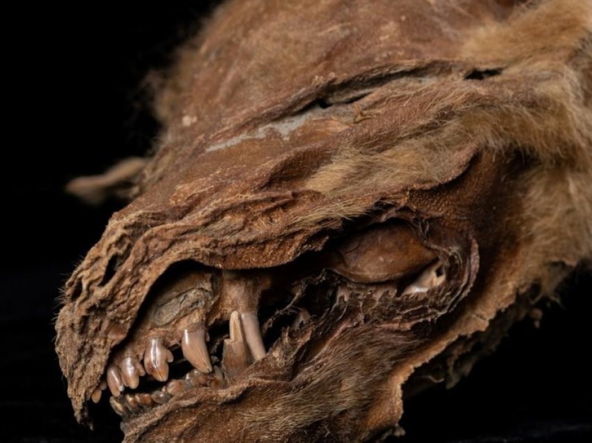 Po gërmonte për ar, por gjen ulkonjën e mumifikuar 57,000-vjeçare! Është e paprekur, vetëm sytë i mungojnë!