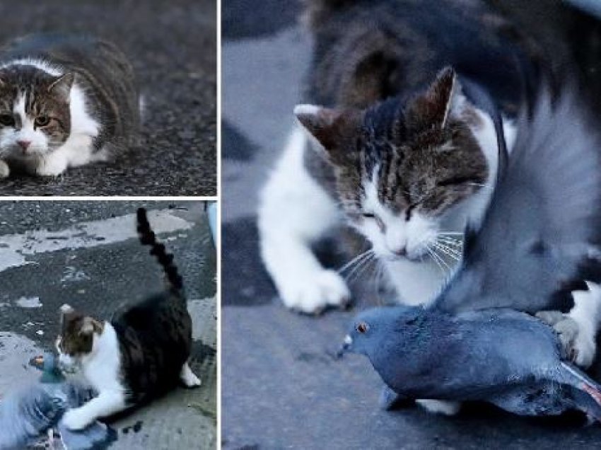 Macja e kryeministrisë britanike sulmon pëllumbin në transmetim direkt