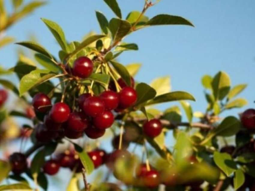 Në fshatin e qershive/ Shilbatër i Elbasanit prodhon çdo vit një mijë ton fruta