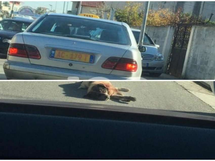 Tërhiqte qenin zvarrë me makinë, shoqërohet shoferi i taksisë: E gjeta të ngordhur, po e çoja tek koshi i mbeturinave
