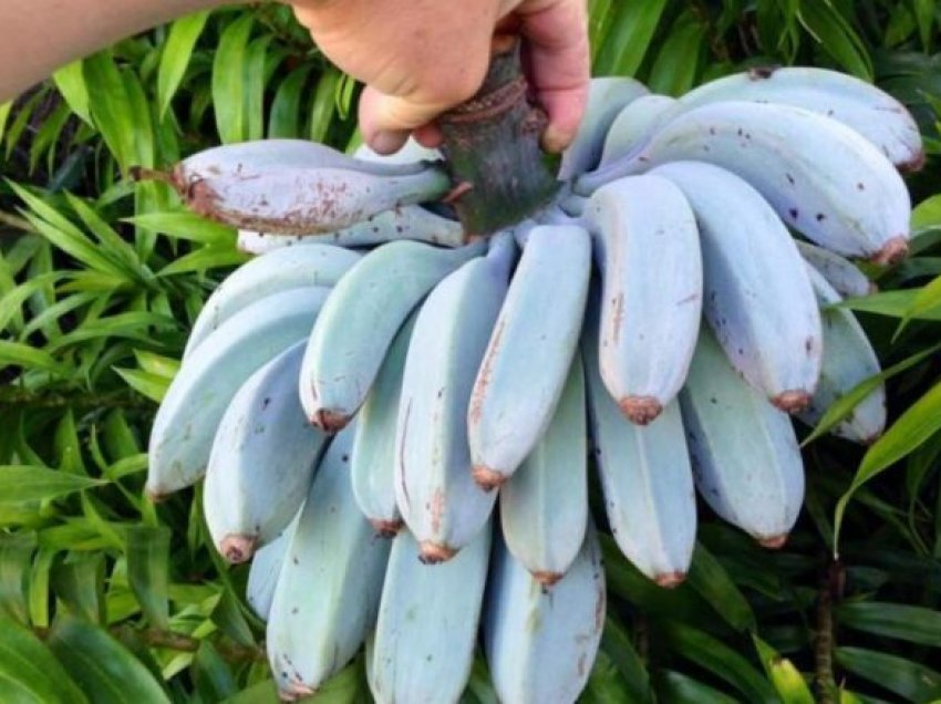 Fruti i “çuditshëm”, bananet e kaltra kanë shije të akullores së vaniljes – mund të mbillen edhe tek ne