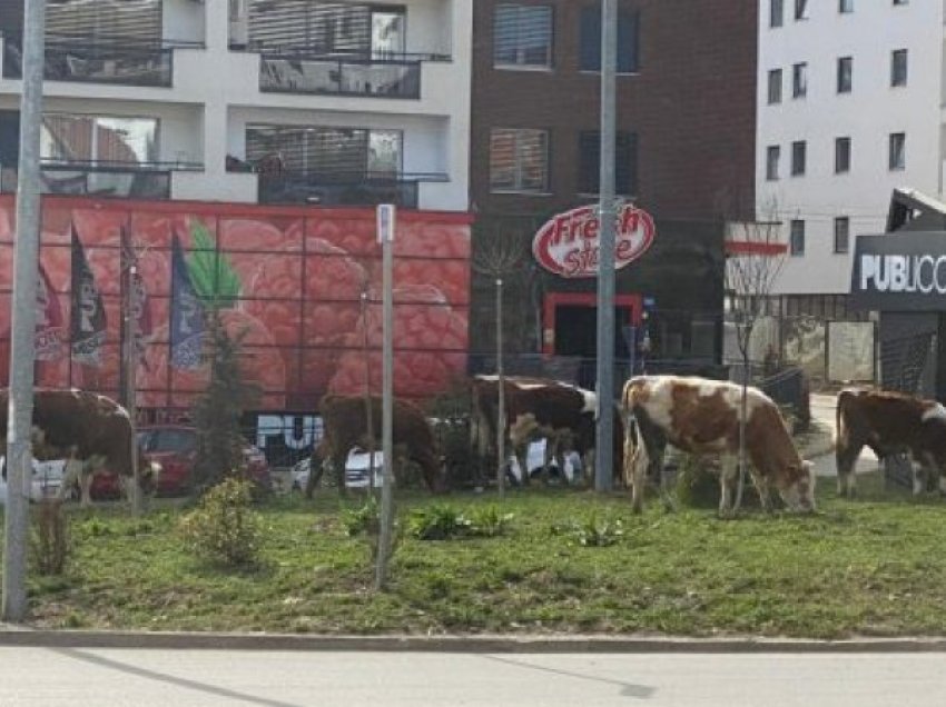 Lopët dalin të kullosin në një rrugë në Prishtinë