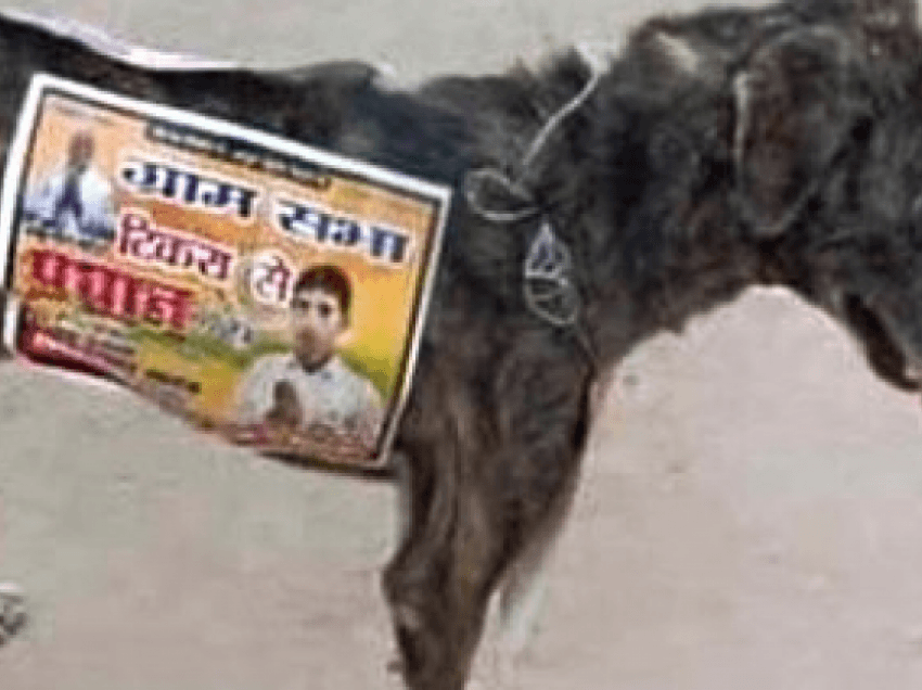 Kandidatët për deputetë në Indi përdorin qen endacakë si reklama