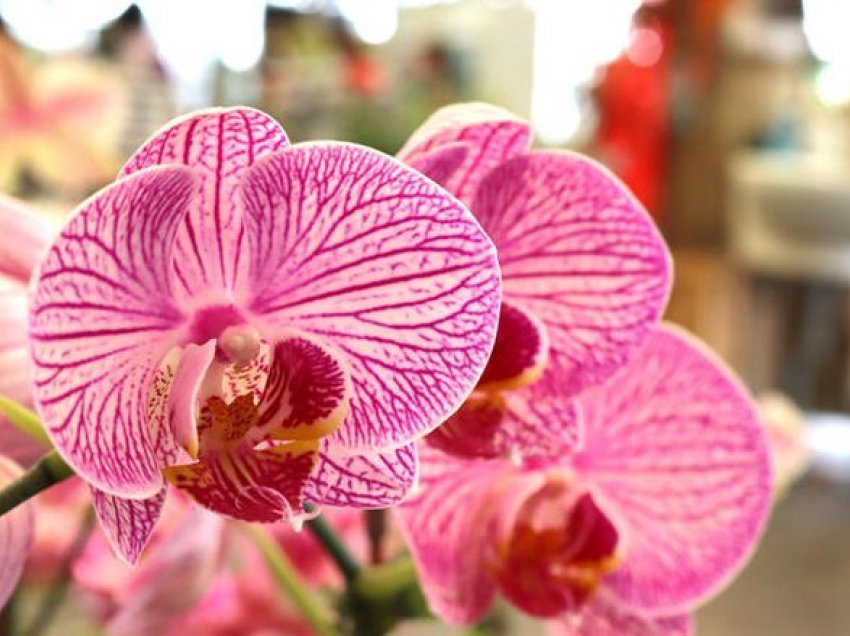 Ujiteni orkidenë me çaj të gjelbër: do të lulëzojë vazhdimisht!
