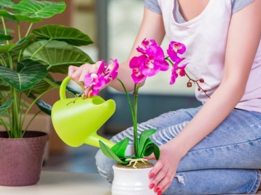 Ujiteni orkidenë me çaj të gjelbër