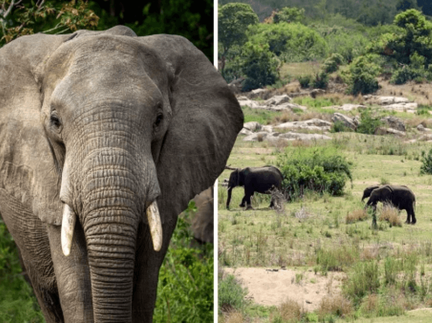 Gjuetari i rinocerontëve shkelet për vdekje nga elefantët teksa i shpëtonte rojeve në rezervat