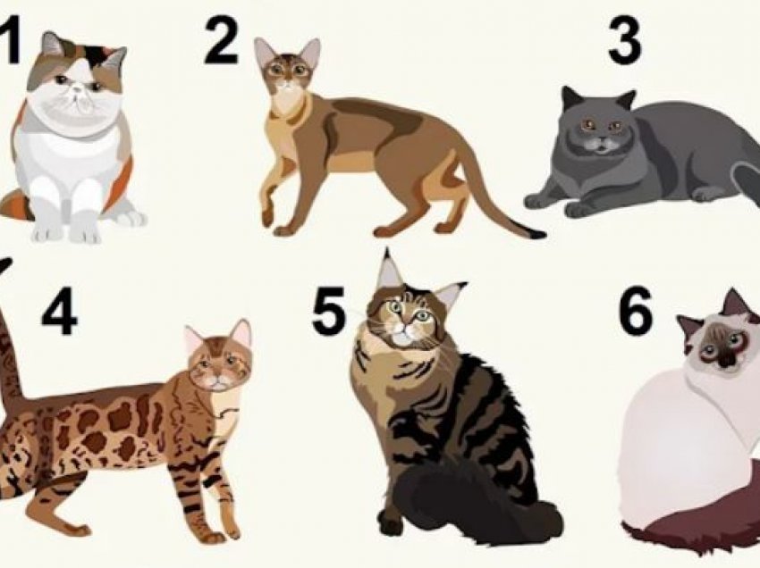 Test psikologjik: Zgjidhni një mace dhe zbuloni tipare të personalitetit tuaj që mund të mos i dini