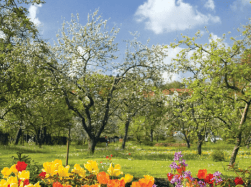 Alergjitë më të zakonshme të pranverës, ja disa mënyra si mund t’i parandaloni