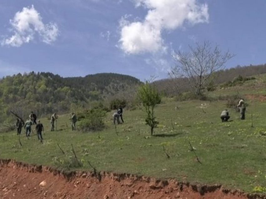 Aksion pyllëzimi i N.P “Pyjet kombëtare”, janë mbjellë 1000 fidane bagremi në Debresh