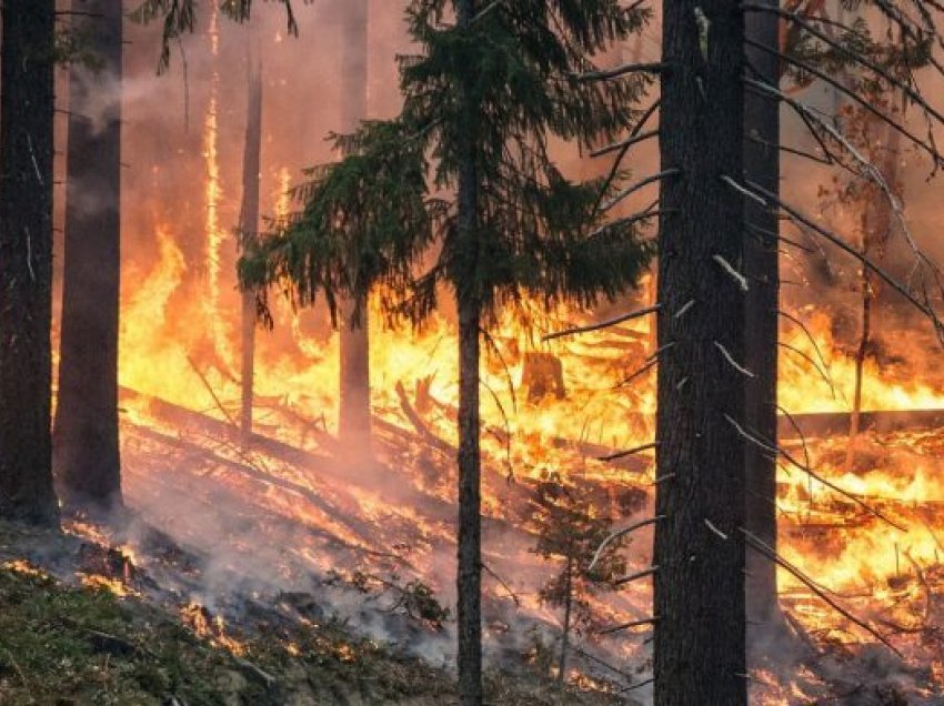 Rusi, mbi 250 zjarre ende aktive djegin mbi tre milionë hektarë vegjetacion